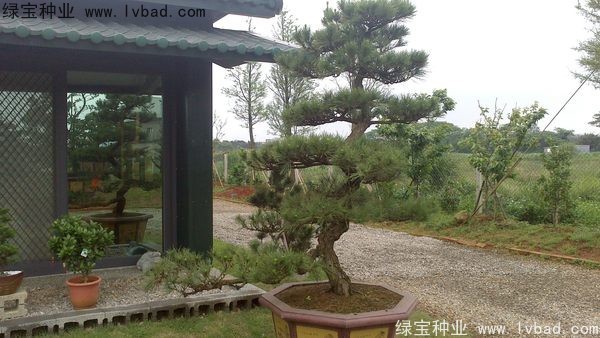 <a href='http://m.zishuwang.com.cn/linmuzhongzi/1716.html' target='_blank'>黑松</a><a href='http://m.zishuwang.com.cn/' target='_blank'>種子</a>