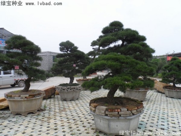<a href='http://m.zishuwang.com.cn/linmuzhongzi/1716.html' target='_blank'>黑松種子</a>
