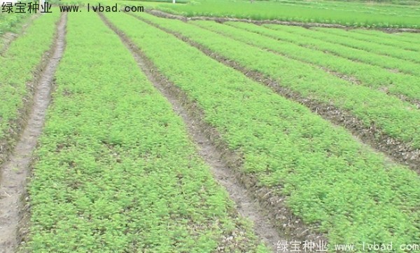 <a href='http://m.zishuwang.com.cn/linmuzhongzi/1720.html' target='_blank'>水杉</a><a href='http://m.zishuwang.com.cn/' target='_blank'>種子</a>