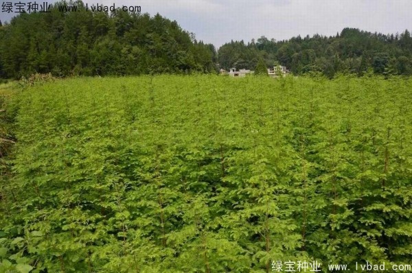 <a href='http://m.zishuwang.com.cn/linmuzhongzi/1720.html' target='_blank'>水杉</a><a href='http://m.zishuwang.com.cn/' target='_blank'>種子</a>