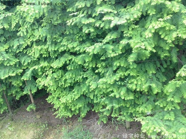 <a href='http://m.zishuwang.com.cn/linmuzhongzi/1720.html' target='_blank'>水杉種子</a>