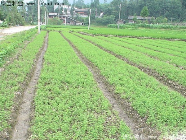 水杉<a href='http://m.zishuwang.com.cn/' target='_blank'>種子</a>