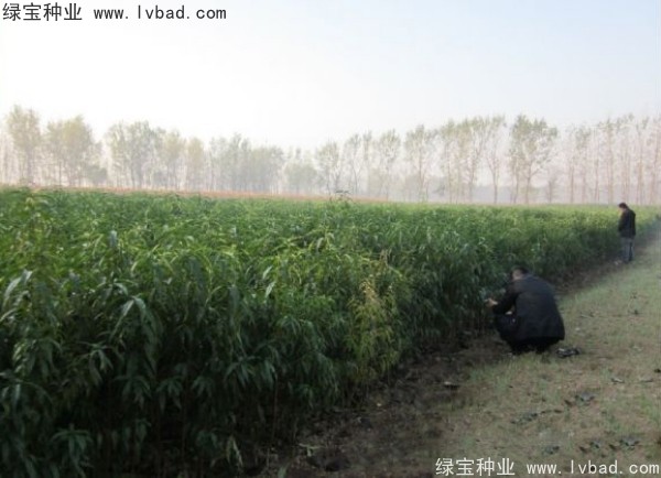 <a href='http://m.zishuwang.com.cn/linmuzhongzi/1723.html' target='_blank'>桃樹種子</a>