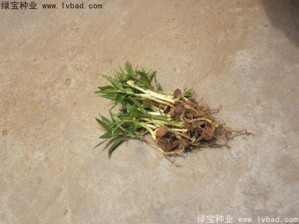 <a href='http://m.zishuwang.com.cn/linmuzhongzi/1723.html' target='_blank'>桃樹</a><a href='http://m.zishuwang.com.cn/' target='_blank'>種子</a>
