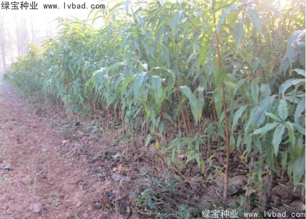 <a href='http://m.zishuwang.com.cn/linmuzhongzi/1723.html' target='_blank'>桃樹種子</a>