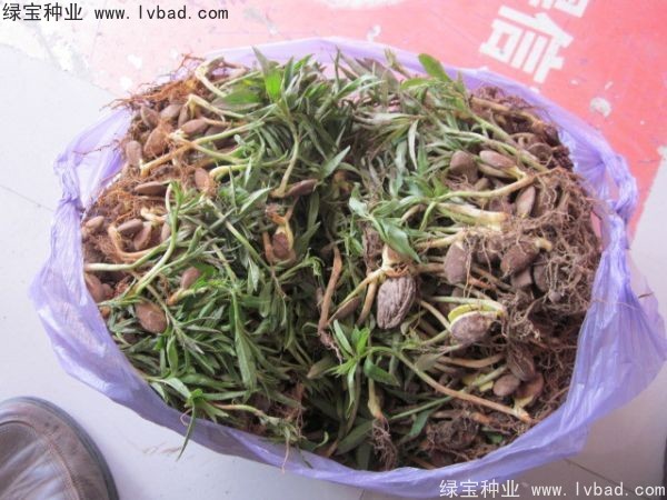 <a href='http://m.zishuwang.com.cn/linmuzhongzi/1723.html' target='_blank'>桃樹</a><a href='http://m.zishuwang.com.cn/' target='_blank'>種子</a>