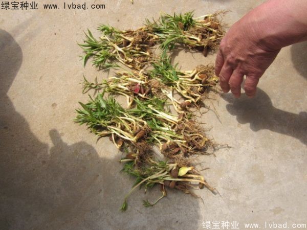 <a href='http://m.zishuwang.com.cn/linmuzhongzi/1723.html' target='_blank'>桃樹種子</a>