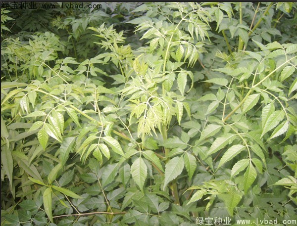 苦楝<a href='http://m.zishuwang.com.cn/' target='_blank'>種子</a>