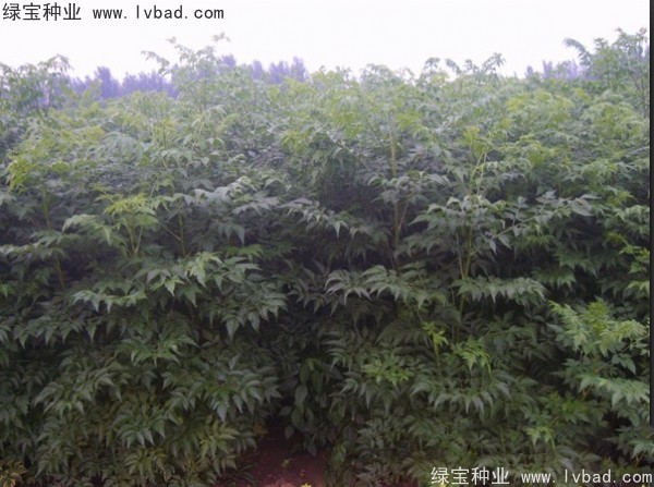 <a href='http://m.zishuwang.com.cn/linmuzhongzi/1725.html' target='_blank'>苦楝</a><a href='http://m.zishuwang.com.cn/' target='_blank'>種子</a>