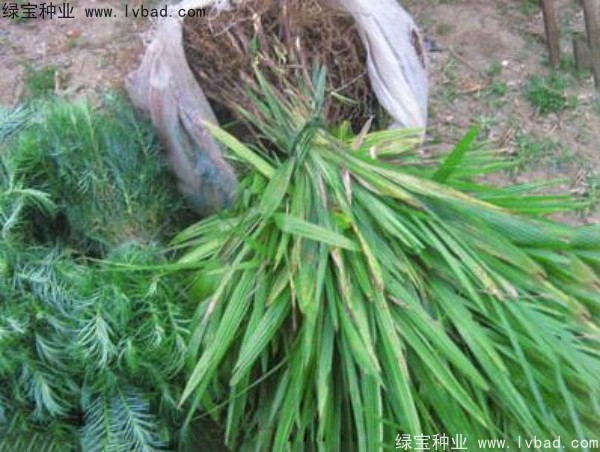 <a href='http://m.zishuwang.com.cn/linmuzhongzi/1727.html' target='_blank'>棕櫚種子</a>