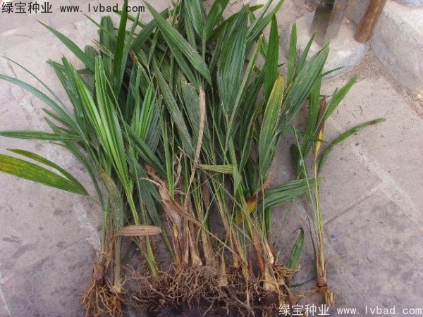 <a href='http://m.zishuwang.com.cn/linmuzhongzi/1727.html' target='_blank'>棕櫚種子</a>