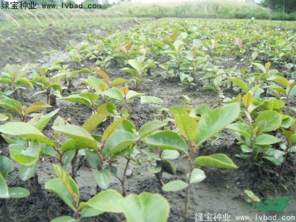 中華<a href='http://m.zishuwang.com.cn/linmuzhongzi/2255.html' target='_blank'>蚊母種子</a>