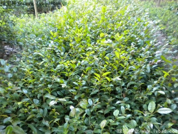 <a href='http://m.zishuwang.com.cn/linmuzhongzi/1736.html' target='_blank'>中華蚊母種子</a>