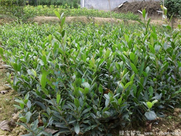 中華<a href='http://m.zishuwang.com.cn/linmuzhongzi/2255.html' target='_blank'>蚊母種子</a>