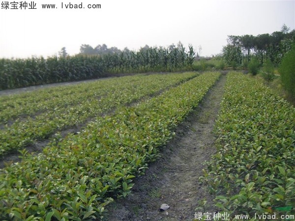 <a href='http://m.zishuwang.com.cn/linmuzhongzi/1736.html' target='_blank'>中華蚊母</a><a href='http://m.zishuwang.com.cn/' target='_blank'>種子</a>