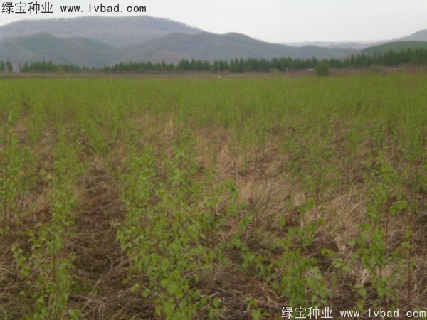 白樺<a href='http://m.zishuwang.com.cn/' target='_blank'>種子</a>