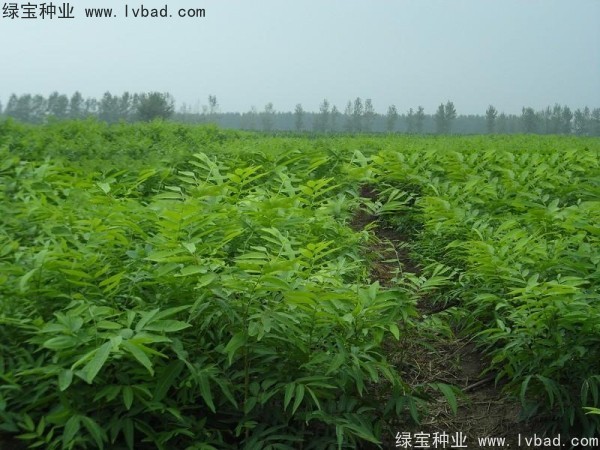 <a href='http://m.zishuwang.com.cn/linmuzhongzi/1742.html' target='_blank'>無患子</a><a href='http://m.zishuwang.com.cn/' target='_blank'>種子</a>
