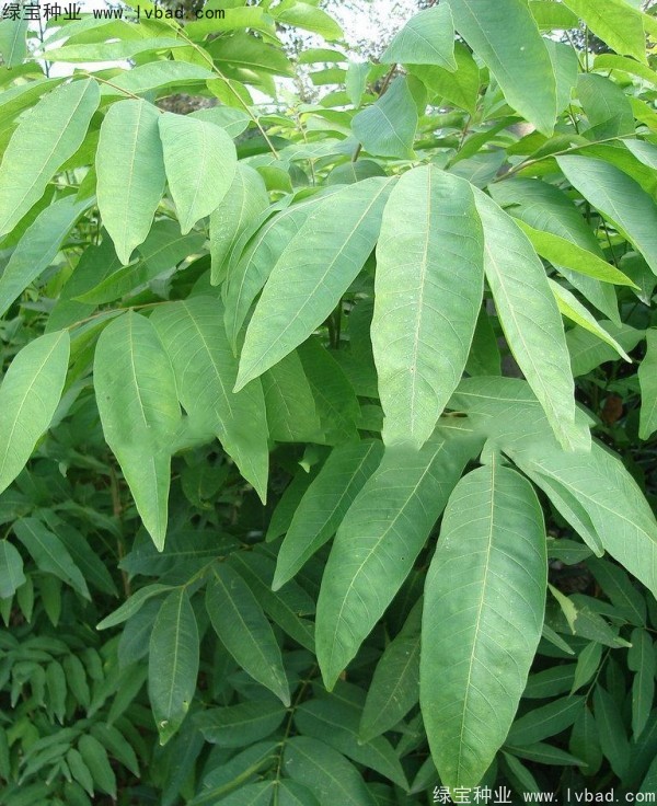 無患子<a href='http://m.zishuwang.com.cn/' target='_blank'>種子</a>