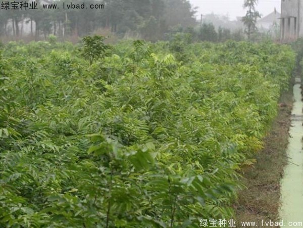 無患子<a href='http://m.zishuwang.com.cn/' target='_blank'>種子</a>