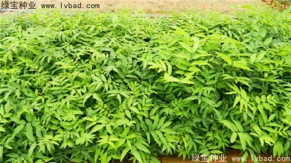 <a href='http://m.zishuwang.com.cn/linmuzhongzi/1742.html' target='_blank'>無患子種子</a>