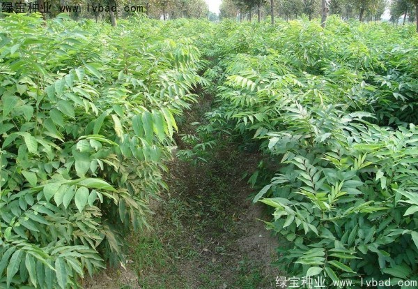 <a href='http://m.zishuwang.com.cn/linmuzhongzi/1742.html' target='_blank'>無患子種子</a>