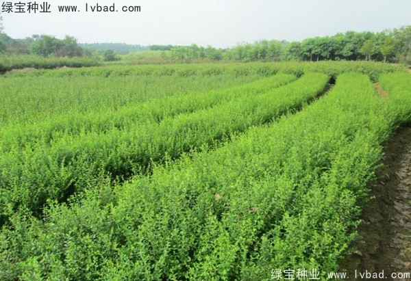 <a href='http://m.zishuwang.com.cn/linmuzhongzi/1743.html' target='_blank'>小葉女貞種子</a>