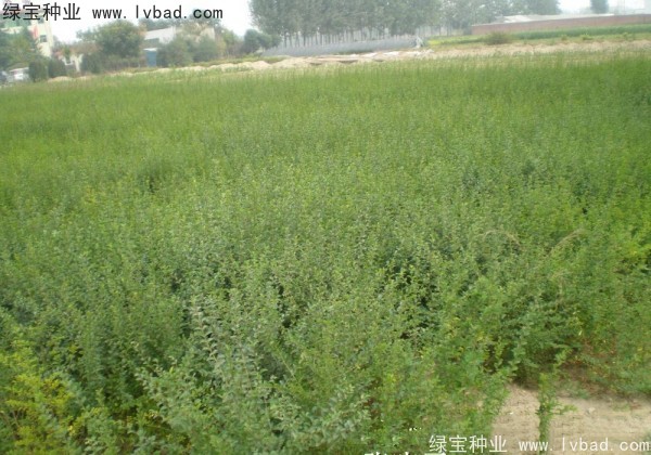 <a href='http://m.zishuwang.com.cn/linmuzhongzi/1743.html' target='_blank'>小葉女貞種子</a>
