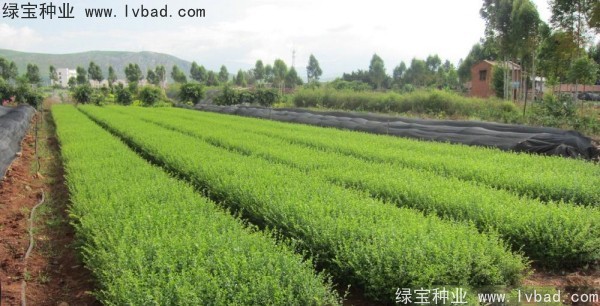 <a href='http://m.zishuwang.com.cn/linmuzhongzi/1743.html' target='_blank'>小葉女貞</a><a href='http://m.zishuwang.com.cn/' target='_blank'>種子</a>
