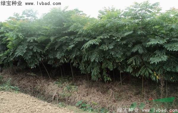 <a href='http://m.zishuwang.com.cn/linmuzhongzi/1745.html' target='_blank'>黃山欒樹種子</a>