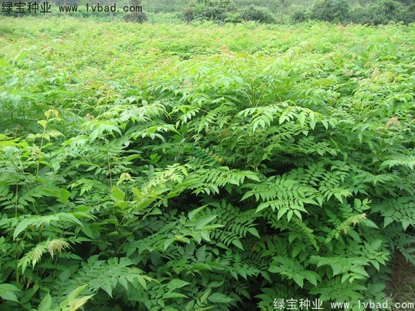 <a href='http://m.zishuwang.com.cn/linmuzhongzi/1745.html' target='_blank'>黃山欒樹種子</a>