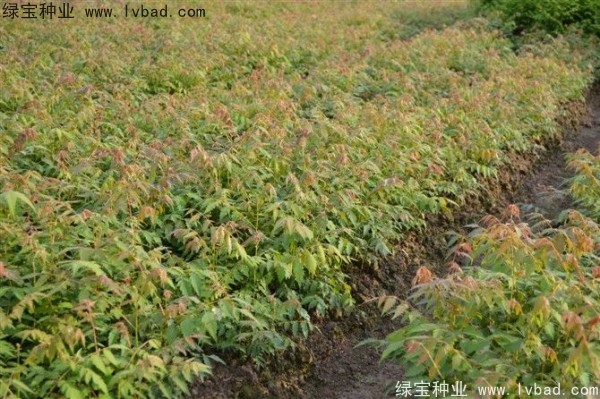 黃山<a href='http://m.zishuwang.com.cn/linmuzhongzi/1710.html' target='_blank'>欒樹種子</a>