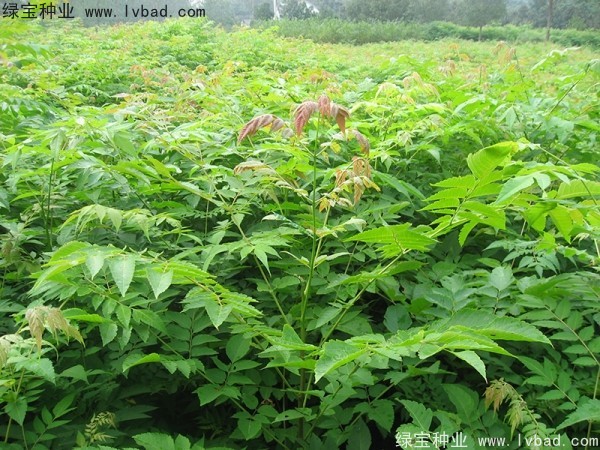 <a href='http://m.zishuwang.com.cn/linmuzhongzi/1745.html' target='_blank'>黃山欒樹種子</a>