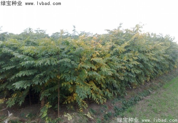 黃山<a href='http://m.zishuwang.com.cn/linmuzhongzi/1710.html' target='_blank'>欒樹種子</a>