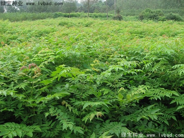 黃山<a href='http://m.zishuwang.com.cn/linmuzhongzi/1710.html' target='_blank'>欒樹種子</a>