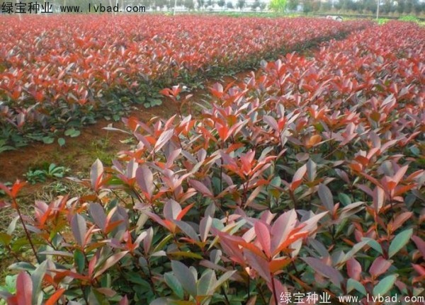 紅葉石楠<a href='http://m.zishuwang.com.cn/' target='_blank'>種子</a>