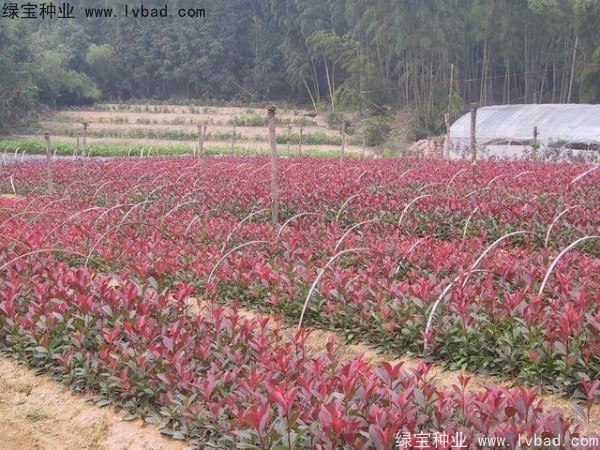 <a href='http://m.zishuwang.com.cn/linmuzhongzi/1747.html' target='_blank'>紅葉石楠種子</a>