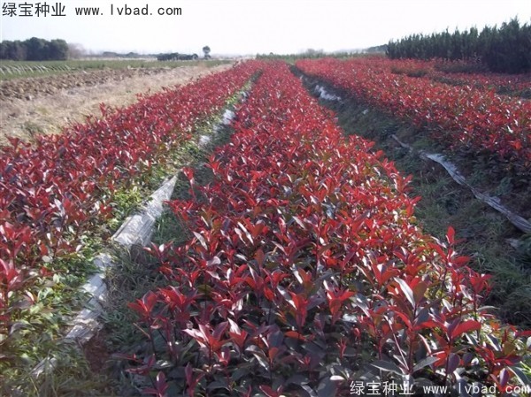 <a href='http://m.zishuwang.com.cn/linmuzhongzi/1747.html' target='_blank'>紅葉石楠種子</a>