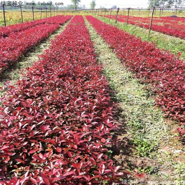 紅葉石楠<a href='http://m.zishuwang.com.cn/' target='_blank'>種子</a>
