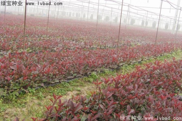 <a href='http://m.zishuwang.com.cn/linmuzhongzi/1747.html' target='_blank'>紅葉石楠種子</a>