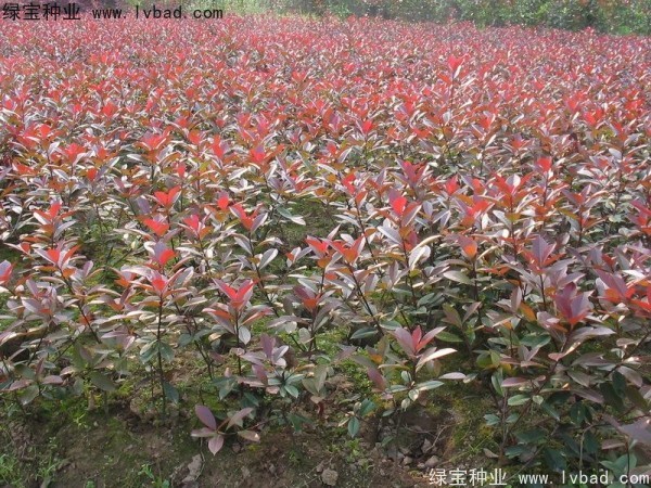 紅葉石楠<a href='http://m.zishuwang.com.cn/' target='_blank'>種子</a>