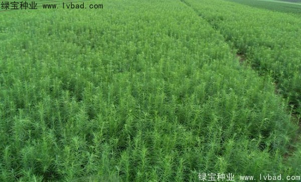 <a href='http://m.zishuwang.com.cn/linmuzhongzi/1751.html' target='_blank'>落葉松種子</a>