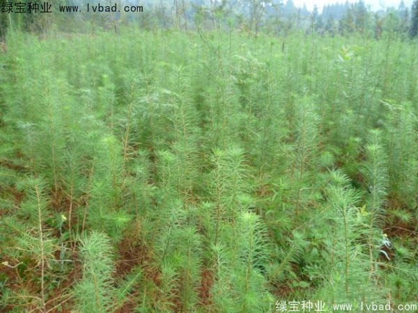 落葉松<a href='http://m.zishuwang.com.cn/' target='_blank'>種子</a>