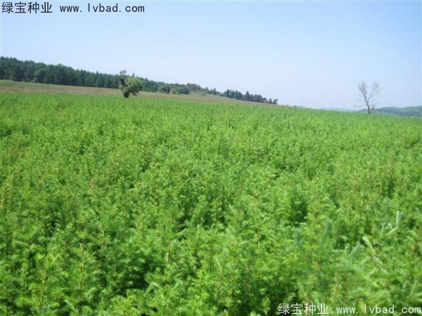 落葉松<a href='http://m.zishuwang.com.cn/' target='_blank'>種子</a>