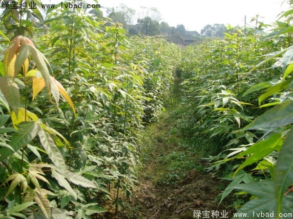 <a href='http://m.zishuwang.com.cn/linmuzhongzi/1752.html' target='_blank'>青楓</a><a href='http://m.zishuwang.com.cn/' target='_blank'>種子</a>