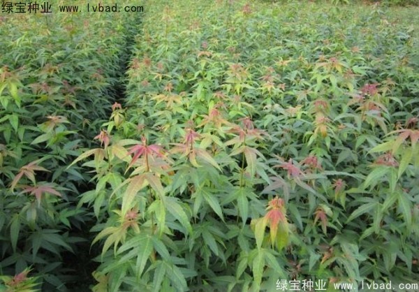 <a href='http://m.zishuwang.com.cn/linmuzhongzi/1752.html' target='_blank'>青楓</a><a href='http://m.zishuwang.com.cn/' target='_blank'>種子</a>