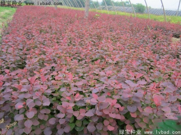 紅葉小檗<a href='http://m.zishuwang.com.cn/' target='_blank'>種子</a>