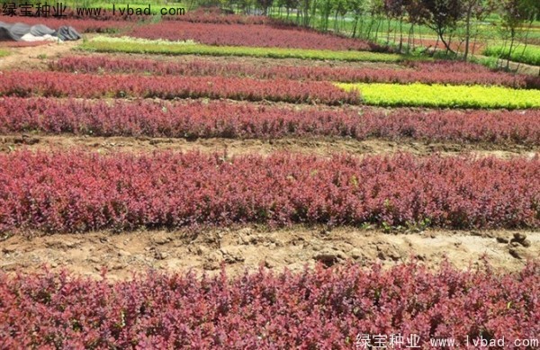 <a href='http://m.zishuwang.com.cn/linmuzhongzi/1753.html' target='_blank'>紅葉小檗種子</a>
