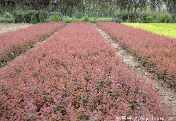 紅葉小檗<a href='http://m.zishuwang.com.cn/' target='_blank'>種子</a>