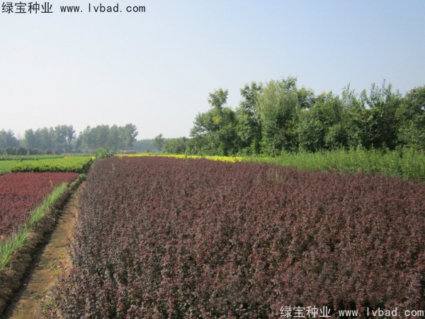 <a href='http://m.zishuwang.com.cn/linmuzhongzi/1753.html' target='_blank'>紅葉小檗種子</a>
