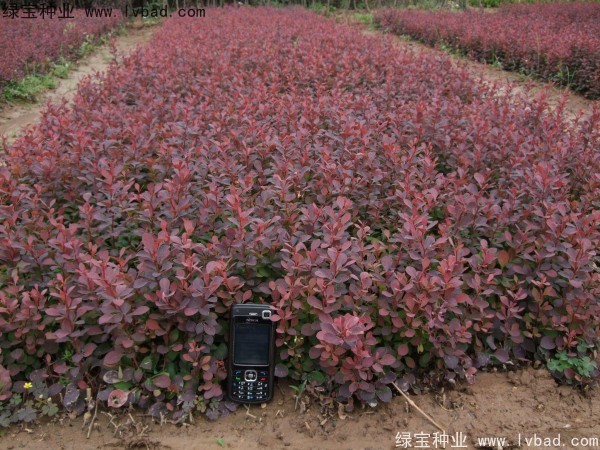 <a href='http://m.zishuwang.com.cn/linmuzhongzi/1753.html' target='_blank'>紅葉小檗</a>